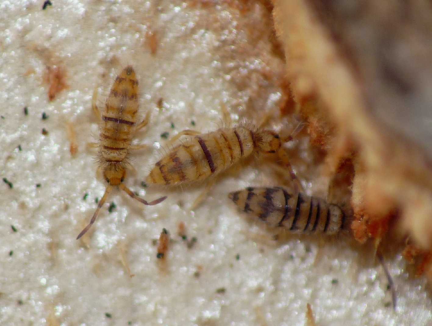 Collemboli striati (Entomobrya cfr multifasciata)
